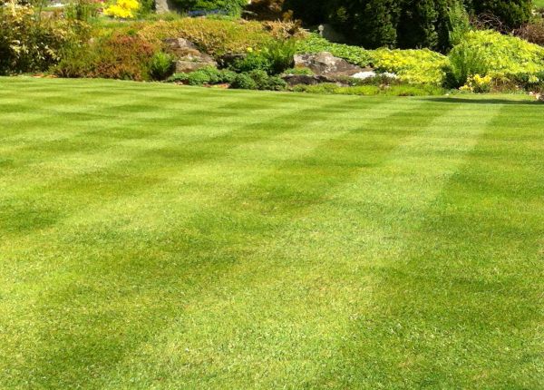 Cost of Commercial Grass Cutting in Boise