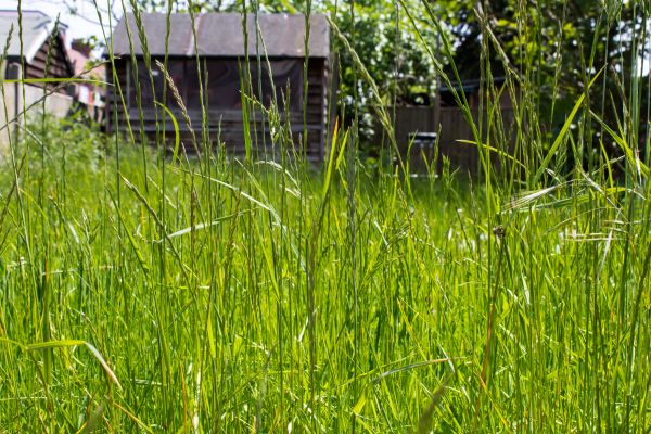 Cost of Overgrown Lawn Trimming in Boise