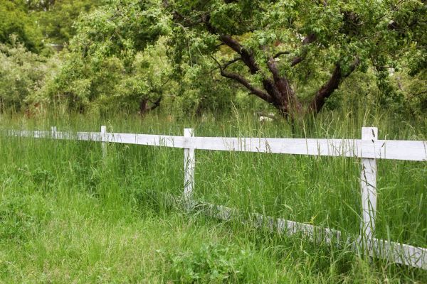 Cost of Fence Line Trimming in Boise
